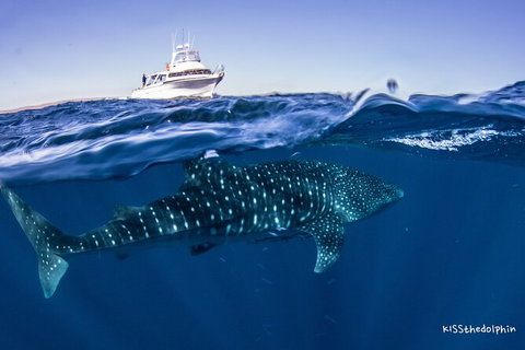 Deluxe WhaleShark Swim Tour On The Ningaloo Reef From Exmouth - Accommodation Gold Coast 7