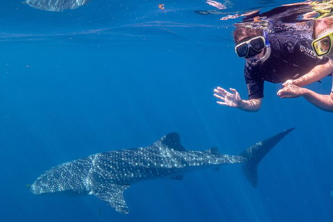 Deluxe WhaleShark Swim Tour On The Ningaloo Reef From Exmouth - Accommodation Gold Coast 3