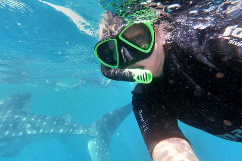 Deluxe WhaleShark Swim Tour On The Ningaloo Reef From Exmouth - Accommodation Gold Coast 4