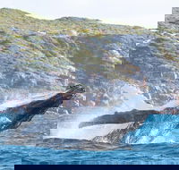 Jet Boat Whale Watching Safari from Dunsborough - Accommodation Gold Coast