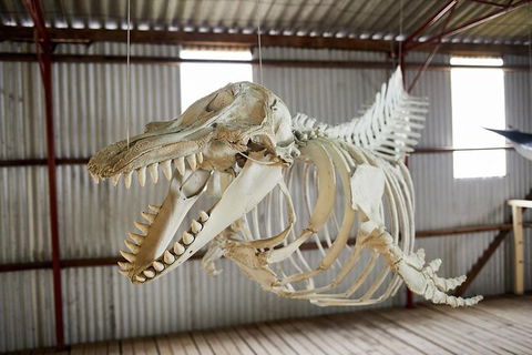 Albany\'s Whale Story - 1 Gold Coast 0