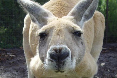 Discover Perth Full Day Tour - Accommodation Gold Coast 0