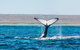 Ningaloo Reef Eco Tours - thumb 0