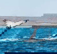 Ningaloo Reef Eco Tours - Accommodation Gold Coast