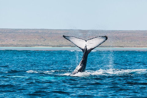 Ningaloo Reef Eco Tours - Accommodation Gold Coast 0