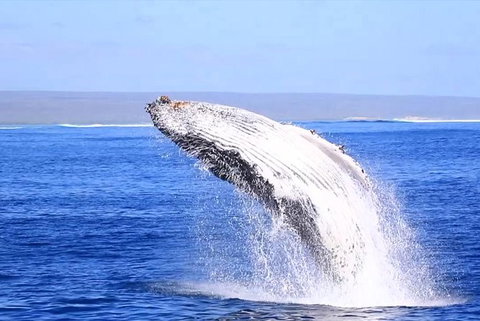 Ningaloo Reef Eco Tours - Accommodation Gold Coast 1