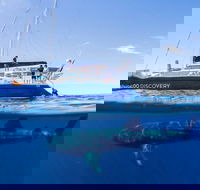 Ningaloo Whale Shark Swim on a Luxury Sailing Catamaran - Accommodation Gold Coast