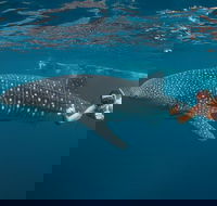 Ningaloo Reef Whale Shark Snorkeling Adventure Apr-July - Accommodation Gold Coast