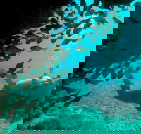 Scuba Dive Ningaloo Reef - Accommodation Gold Coast