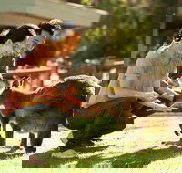 Very Best of Perth Tour - Wildlife Park  City Highlights Tour - Accommodation Gold Coast