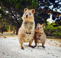 Rottnest Island All-Inclusive Grand Island Tour from Fremantle - Accommodation Gold Coast