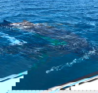 Busselton Whale Watching - Accommodation Gold Coast