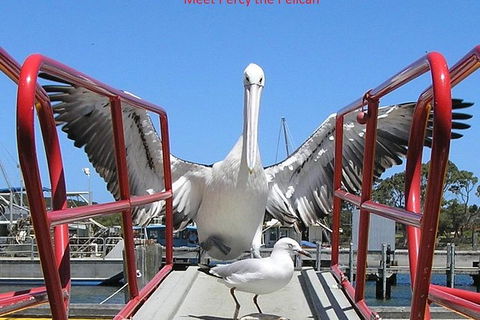 Kalgan Queen Scenic Cruises A Four Hour Sheltered Water Wildlife Tour Daily Fun. - 1 Gold Coast 4