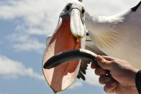 Kalgan Queen Scenic Cruises A Four Hour Sheltered Water Wildlife Tour Daily Fun. - 1 Gold Coast 5
