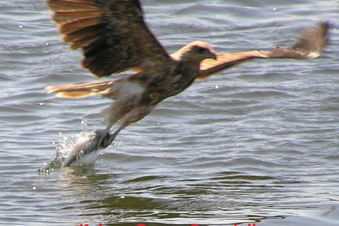 Kalgan Queen Scenic Cruises A Four Hour Sheltered Water Wildlife Tour Daily Fun. - 1 Gold Coast 6