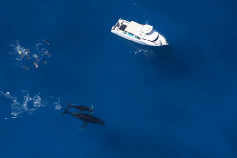 Humpback Whale Swim Ningaloo Reef - 1 Gold Coast 1