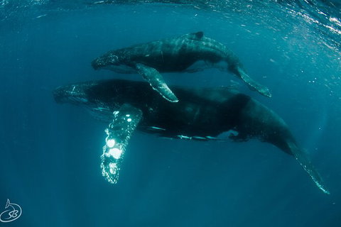 Humpback Whale Swim Ningaloo Reef - 1 Gold Coast 3