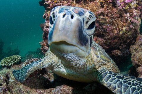 Humpback Whale Swim Ningaloo Reef - 1 Gold Coast 5