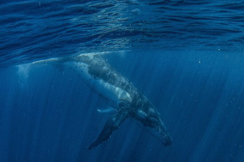 Humpback Whale Swim Ningaloo Reef - 1 Gold Coast 7