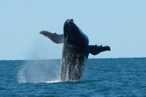 Humpback Whale Swim Ningaloo Reef - 1 Gold Coast 4