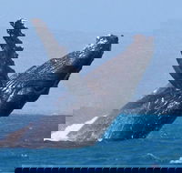 Sunset Cruise Wildlife Watching - Accommodation Gold Coast