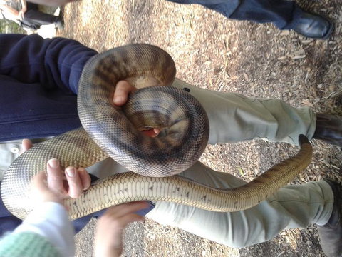 Puffing Billy Steam Train & Healesville Wildlife Sanctuary Tour From Melbourne - 1 Gold Coast 6