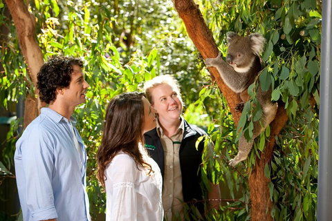 Puffing Billy Steam Train & Healesville Wildlife Sanctuary Tour From Melbourne - 1 Gold Coast 14