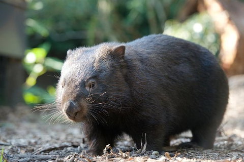 Puffing Billy Steam Train & Healesville Wildlife Sanctuary Tour From Melbourne - 1 Gold Coast 20