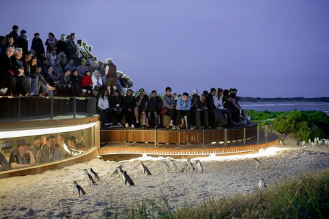 1 Day Private Phillip Island Tour (VIP Charter Up To 9 People) - Accommodation Gold Coast 0