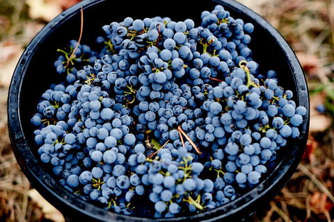 Half Day Yarra Valley Winery Day Trip From Melbourne - Accommodation Gold Coast 4