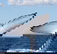 Phillip Island Whale Watching Tour - Accommodation Gold Coast