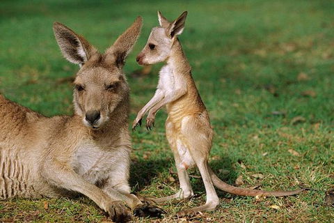 HEALESVILLE SANCTUARY ZOOBUS - MELBOURNE CITY RETURN - Accommodation Gold Coast 0