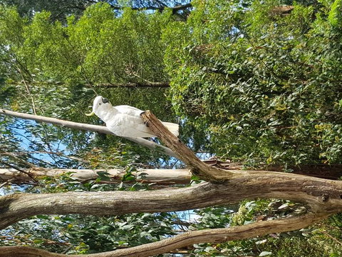 Yarra Valley Wineries And Puffing Billy Steam Train Tour From Melbourne - Accommodation Gold Coast 10