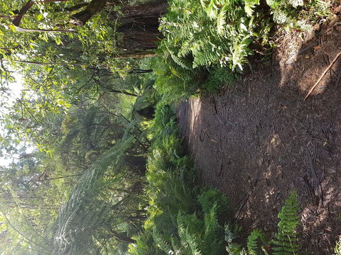 Yarra Valley Wineries And Puffing Billy Steam Train Tour From Melbourne - Accommodation Gold Coast 9