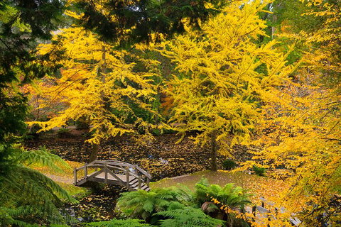 Dandenong Ranges & Puffing Billy - Accommodation Gold Coast 1