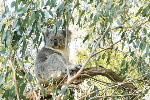 Ultimate Reverse Direction - 12 Apostles, Great Ocean Road - Small Group Tour - Accommodation Gold Coast 7