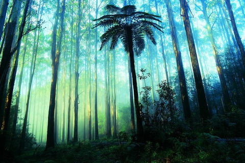 Half Day Puffing Billy Train Journey From Melbourne - Accommodation Gold Coast 7