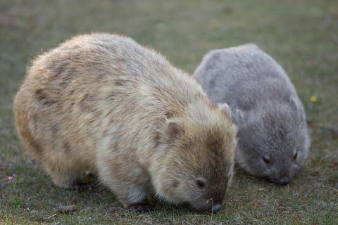 Maria Island Active Day Trip From Hobart - Accommodation Gold Coast 8