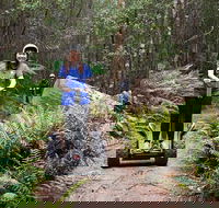 Hollybank Wilderness Adventures - Segway Tour - Accommodation Gold Coast