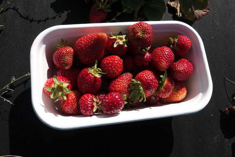 Agrarian Kitchen Eatery And Derwent Valley Gourmet Food Tour - 1 Gold Coast 8