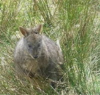 Leven Canyon Day Trip Including Wings Wildlife Park or Gunns Plains Caves from Devonport Ulverstone or Burnie - Accommodation Gold Coast