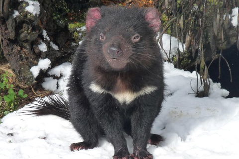 Day Keeper Tour - Accommodation Gold Coast 3