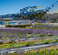 Private Tasman Peninsula Cruise Ship Tour from Port Arthur - Accommodation Gold Coast