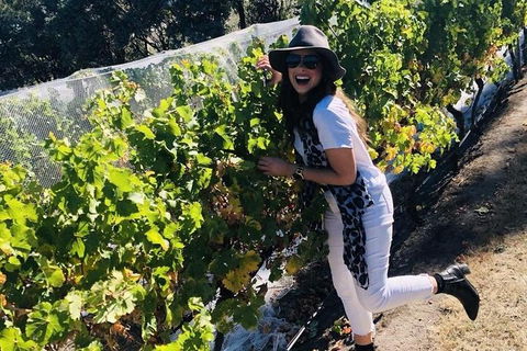 Valleys Of Vino Tour - Accommodation Gold Coast 1
