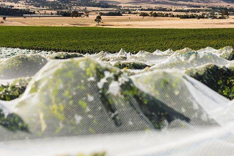 A Sommelier Guided Tour: Thursday Afternoon Wine Gin Cheese & Cocktails - Accommodation Gold Coast 5