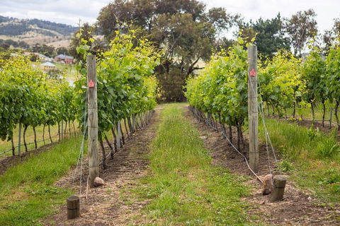 A Sommelier Guided Tour: Thursday Afternoon Wine Gin Cheese & Cocktails - Accommodation Gold Coast 3