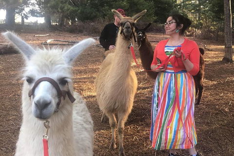 Unguided Family Llama Walk - Accommodation Gold Coast 1