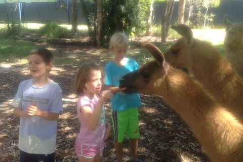 Unguided Family Llama Walk - Accommodation Gold Coast 0
