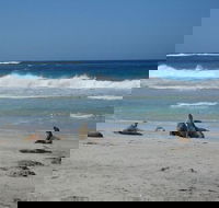 Kangaroo Island in a Day Tour from Adelaide - Accommodation Gold Coast