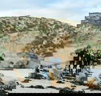 Small-Group Kangaroo Island 4WD Tour from Adelaide - Accommodation Gold Coast